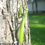 Ordre Mantodea: Mantes